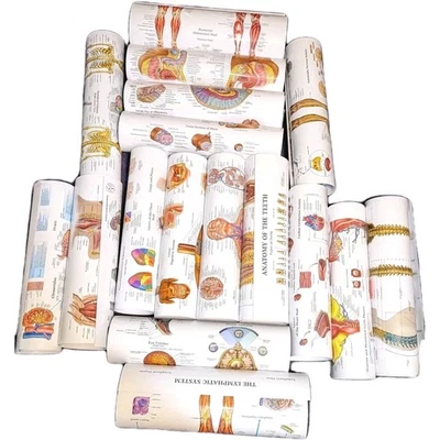 NEW Human Anatomy Poster Set x17 Laminated All Diff Double Side Teaching Posters - Image 1 of 4