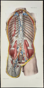 1866 - Angiology - Canal Thoracic Of Thorax - Anatomy And Medicine antique - Picture 1 of 3