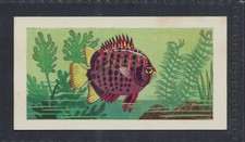 SPOTTED SCAT - 60 + year old English Trade Card # 4