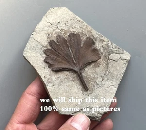 Einzigartige eine Trias Ginkgo Cranei Pflanze Blatt Biologie Sammlung - Bild 1 von 3
