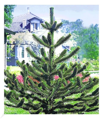 Affenschwanz-Baum, 1 Pflanze Araucaria, Chilenische Schmucktanne, Andentanne - Bild 1 von 3
