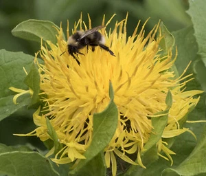 200 CENTAUREA MACROCEPHALA Seeds (Yellow Cornflower) | NON-GMO | Free shipping - Picture 1 of 3