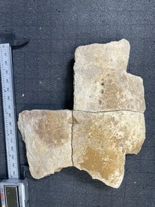 FLORIDA FOSSIL TURTLE SHELL - Picture 1 of 2