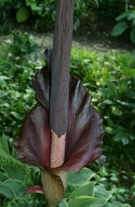 KONJAC (Amorphophallus) - 5 x BULBLETS - Picture 1 of 5