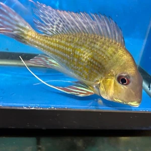 Geophagus surinamensis - Picture 1 of 14