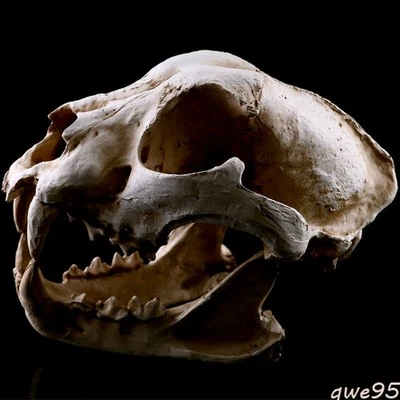 Dog Skull Halloween Decor Resin Skeleton Sculpture Animal Model Prop - Image 1 of 4