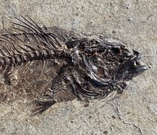 An Acid Prepared Eocene Relative of the Trout, Mioplosus labracoides