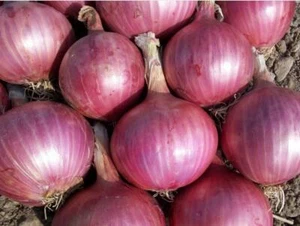 Red Burgundy Onion Seeds 200+ Vegetable Garden HEIRLOOM NON-GMO FREE SHIPPING - Picture 1 of 3