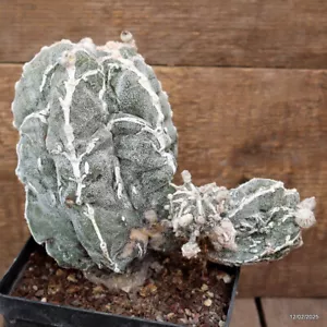 D3032 ASTROPHYTUM MYRIOSTIGMA FUKURYU PROLIFERO maceta 14-H17-W20 cm MaMa Cactus - Imagen 1 de 5