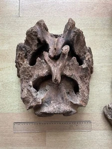 3900g huge Ice Age mammal sacrum vertebra specimen Pleistocene - Picture 1 of 24