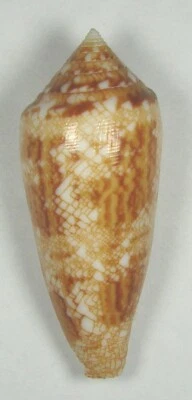 CONUS AUREUS 51.55mm BEAUTIFUL RARE SPECIMEN Guam - Image 1 of 2