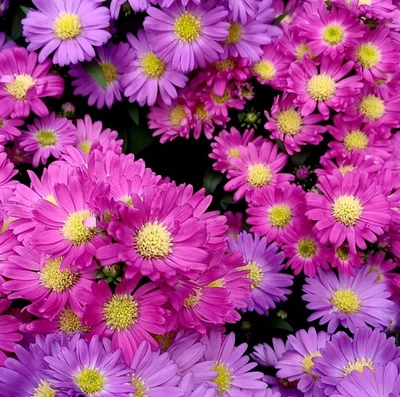 1 PIANTA DI ASTER STARLETTA IN VASO DA 10,5CM BLU O ROSA, DA ESTERNO, PERENNE,  - Immagine 1 di 2