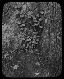 BASE OF A COMMON ELM TREE C1910 Magic Lantern Slide PHOTO TREE STUDY - Picture 1 of 3