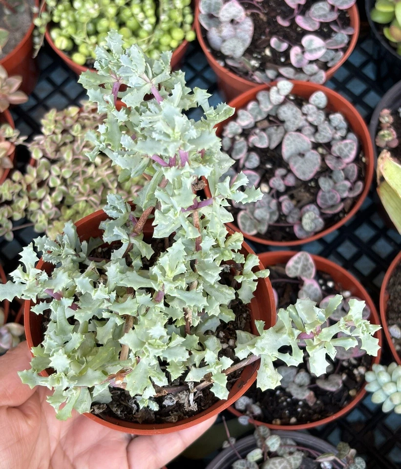 4” Oscularia Deltoides ‘Pink Ice Plant’ - Image 1 of 4