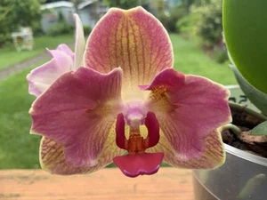 Phaleanopsis PF-5024 (peloric) - Bild 1 von 4