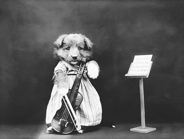 The Fiddler - Puppy Playing Musical Instrument Cello - 1914 - Photo Poster - Image 1 of 1