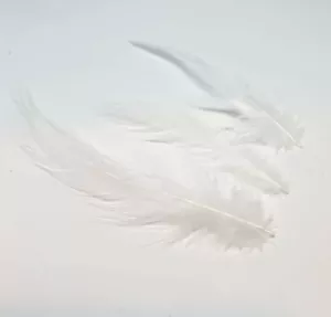 GALLO BIANCO / COCK HACKLE 50 PIUME FLYNSCOTSMAN TACKLE SCIOLTO - Foto 1 di 2