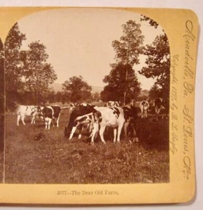 Stereoview Keystone 3977 The Dear Old Farm Many Cows Grazing In Field Trees (O) - Picture 1 of 4