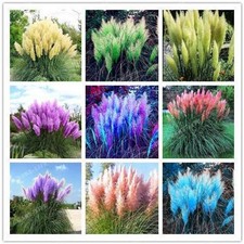 500 Pcs Rare Pampas Grass Plant Ornamental Plant Flowers Seeds For Home Garden