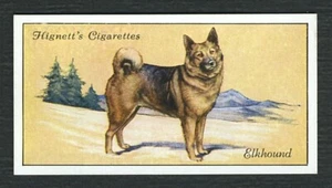 ELKHOUND HIGNETT BROS & CO 1936 DOG SERIES OLD CIGARETTE CARD #11 - Foto 1 di 2
