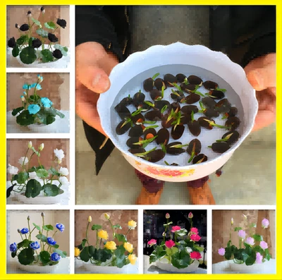 5 Piezas Cuenco Flores de Loto Semillas Lirio de Agua Hogar Jardín Plantas Mezcla Multicolor NUEVO Foto 1 de 4