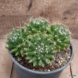 D2672 MAMMILLARIA SPHAERICA maceta 20-H9-W21 cm MaMa Cactus - Imagen 1 de 4