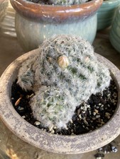 Mammillaria plumosa - Feather Cactus 3.5 Tall, 6 Wide Fragrance
