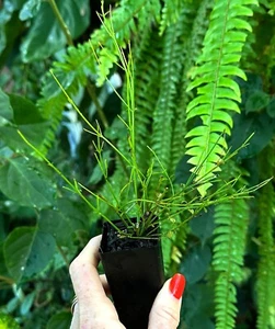 Russelia Tangerine Falls TUBESTOCK Tropical Plant | Colly Dolly EXPRESS - Picture 1 of 6