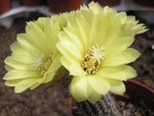 Frailea gracillina cacti rare cactus aloe seed 15 Seeds
