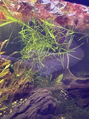 Hierba guppy viva/hornwort 1 puñado grande Foto 1 de 3