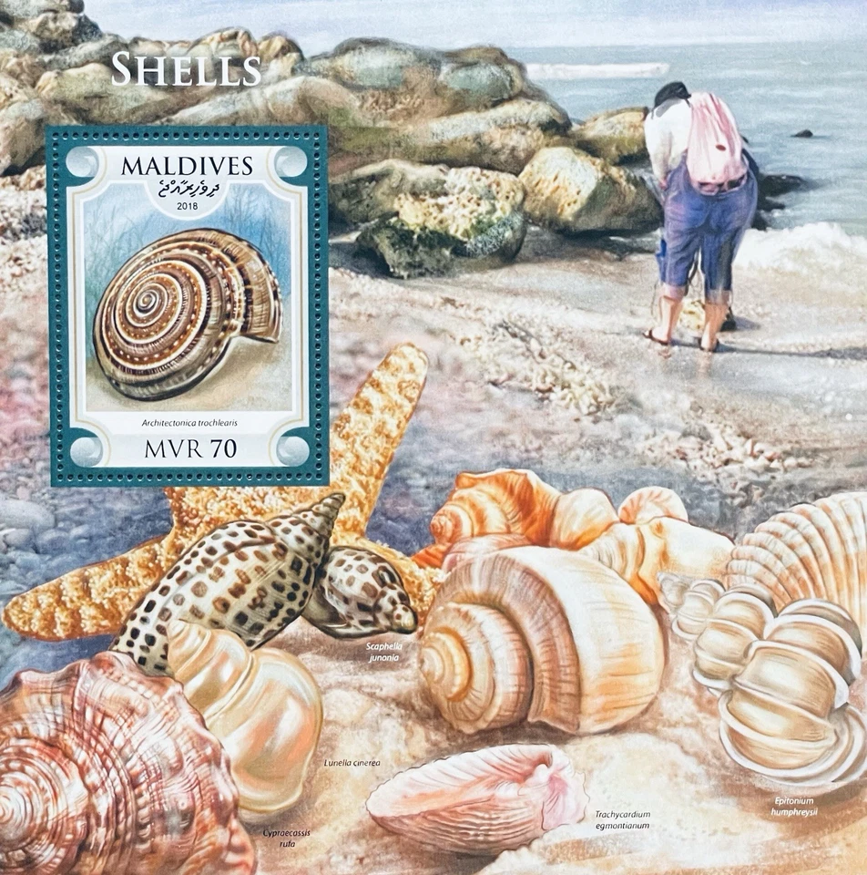HOJA DE ESTAMPILLAS DE CONCHAS MARINAS DE MALDIVAS 2018 MNH VIDA MARINA CONCHAS MARINAS CARACOL MARINO Foto 1 de 1