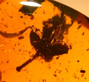 Schöne blühende Prioria Blume in dominikanischem Bernstein Fossil Edelstein - Bild 1 von 11