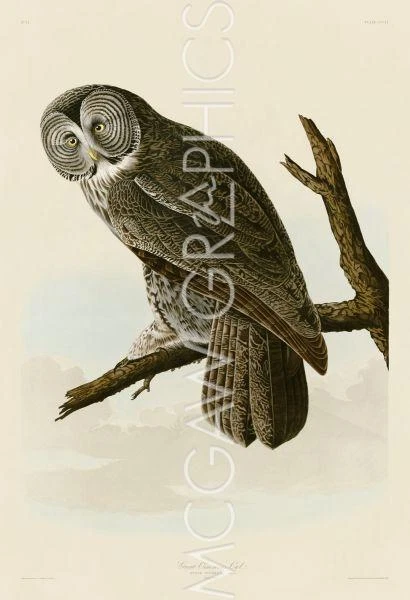 Great Cinereous Owl, John James Audubon, Art Print Poster  11" x 14"     40725 - Image 1 of 1