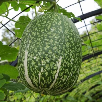 Shark Fin Melon, 10 seeds | TSC: Heirloom & OP seeds, non-GMO, Untreated) - image 1 of 4