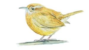 SC State Bird Carolina Wren Vinyl Stickers and Decals for Window Home or Wall - Picture 1 of 1