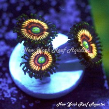 New listing
New York Reef Aquatic - Rare! Shadow Princess Zoanthids Wysiwyg Live Coral Ot