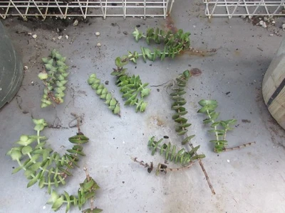 SUCCULENT Crassula perforata String of Buttons 8 cuttings - Image 1 of 3