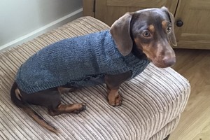 mini dachshund dog sweaters