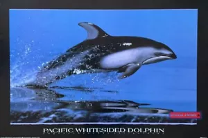 Guiding Light Dolphin von Anthony Casay Vintage 1993 Poster 24 x 30 - Bild 1 von 1