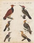 Specht Spechte woodpecker woodpeckers Vogel Vögel bird Bertuch 1800