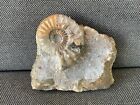 Polished Scunthorpe Ammonite Aegasteroceras Sp Rare Calcite Fossil, England