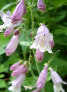 301+HAIRY BEARDTONGUE Seeds Native Wildflower Sun Shade Garden Patio Container - Picture 1 of 12