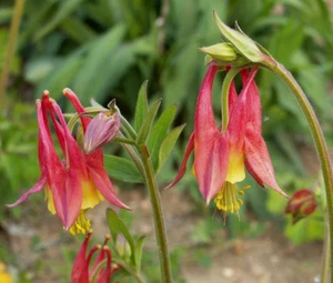 250 Eastern Columbine Flower Seeds Aquilegia canadensis - Picture 1 of 1