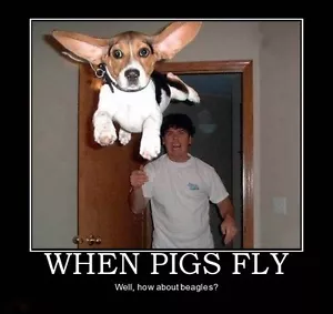 Funny Beagle refrigerator magnet 3 1/2x 3 1/2" - Picture 1 of 1