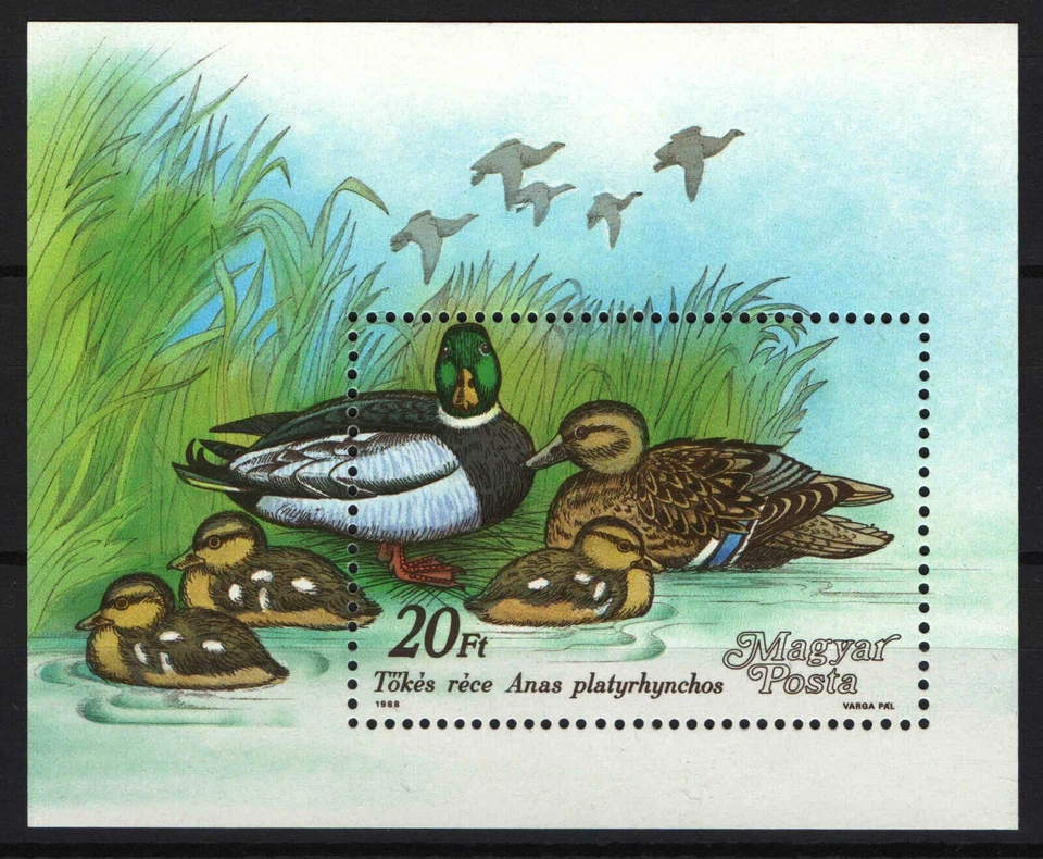 匈牙利 1988 年。 动物/鸭片 MNH (**) Mi.:Block 199。 / 7.50 欧元 — 第 1/1 张图片