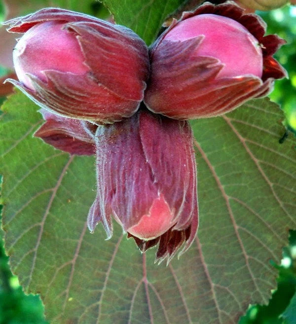 RED GIANT  Hazelnut (Corylus) - 1 plant ready for shipping - Image 1 of 2