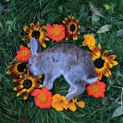 MONOLORD "Your Time to Shine" LTD. EDITION Kelly Green Vinyl (LP) New - Image 1 of 2