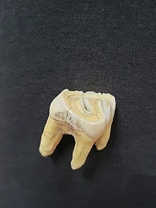 Large Tooth Fossil Possibly from the Ice Age - Picture 1 of 7