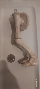 Vintage Triceratops Dinosaurier Kenner Bone Age Triceratops 1988 nur Bein - Bild 1 von 1