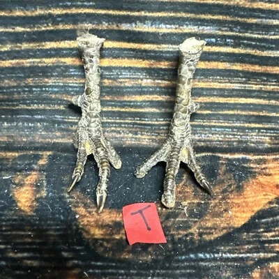 2 Pies de Pollo Reales Par Animal Montaje Bruja Arte Artesanía Pájaro Soportes Vudú Decoración Foto 1 de 4